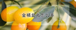 金橘盆栽怎么养,第1图