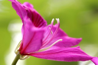 紫荆花的有几个花蕊,第3图