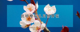 昆明樱花几月份开花,第1图