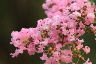 紫薇花什么时候开,第3图