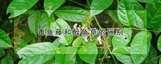 毒鱼藤和醉鱼草的区别,第1图