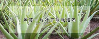 芦荟一片叶子能栽活吗,第1图