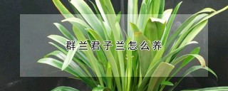 群兰君子兰怎么养,第1图