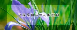 马莲花和马兰花的区别,第1图