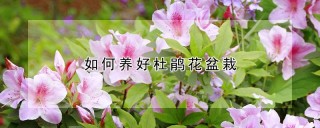 如何养好杜鹃花盆栽,第1图