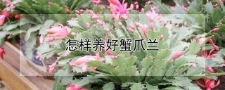 怎样养好蟹爪兰,第1图