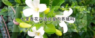 七里香花卉适合室内养殖吗,第1图