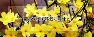 迎春花入冬移栽注意什么,第1图