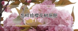 怎样给樱花树施肥,第1图