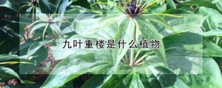 九叶重楼是什么植物,第1图