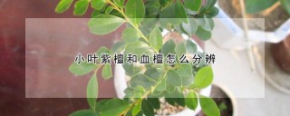 小叶紫檀和血檀怎么分辨,第1图