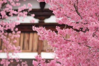 樱花树需要剪枝吗，建议在开春时期进行修剪,第2图