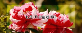 牡丹3月份能栽活吗,第1图