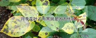 月季花叶子有黑斑是因为什么,第1图