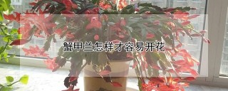 蟹甲兰怎样才容易开花,第1图