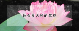 适合夏天种的草花,第1图