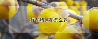 鲜花腊梅花怎么养,第1图