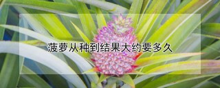 菠萝从种到结果大约要多久,第1图