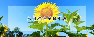 六月种油葵晚不晚,第1图