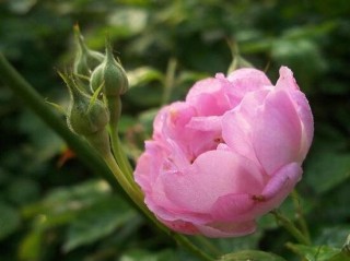 玫瑰月季蔷薇花怎么区别，玫瑰月季蔷薇花三种区别方法,第1图