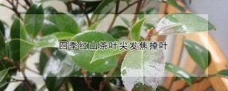 四季红山茶叶尖发焦掉叶,第1图