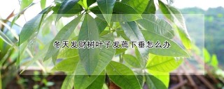 冬天发财树叶子发蔫下垂怎么办,第1图