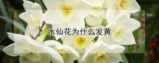 水仙花为什么发黄,第1图