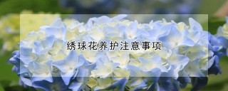 绣球花养护注意事项,第1图