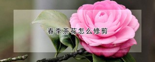 春季茶花怎么修剪,第1图