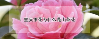 重庆市花为什么是山茶花,第1图
