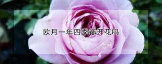 欧月一年四季都开花吗,第1图