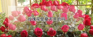 玫瑰花是夏天开的吗,第1图