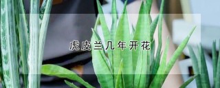 虎皮兰几年开花,第1图