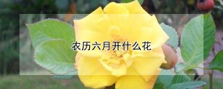 农历六月开什么花,第1图