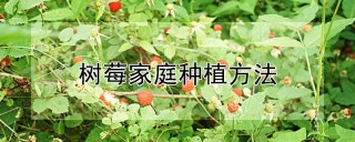树莓家庭种植方法,第1图