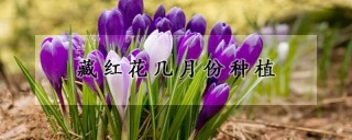 藏红花几月份种植,第1图