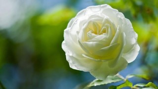白色玫瑰寓意和花语,第1图