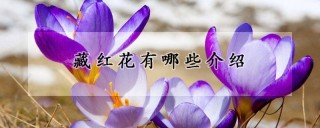 藏红花有哪些介绍,第1图