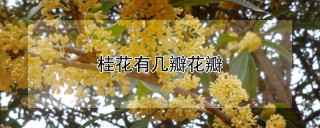 桂花有几瓣花瓣,第1图