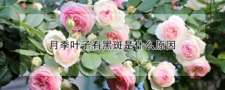 月季叶子有黑斑是什么原因,第1图