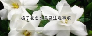 桅子花怎么养及注意事项,第1图