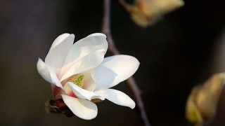 玉兰花是什么季节开的,第1图