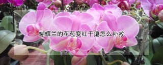 蝴蝶兰的花苞变红干瘪怎么补救,第1图