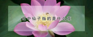 花中仙子指的是什么花,第1图