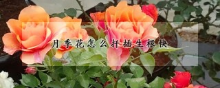 月季花怎么扦插生根快,第1图