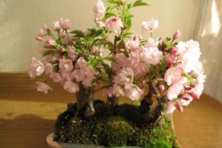 樱花种子种植方法，5步完成樱花的种植,第4图