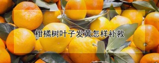 柑橘树叶子发黄怎样补救,第1图