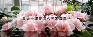 夏天杜鹃花怎么养家庭养法,第1图