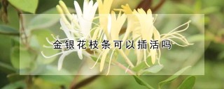 金银花枝条可以插活吗,第1图