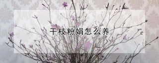 干枝粉娟怎么养,第1图